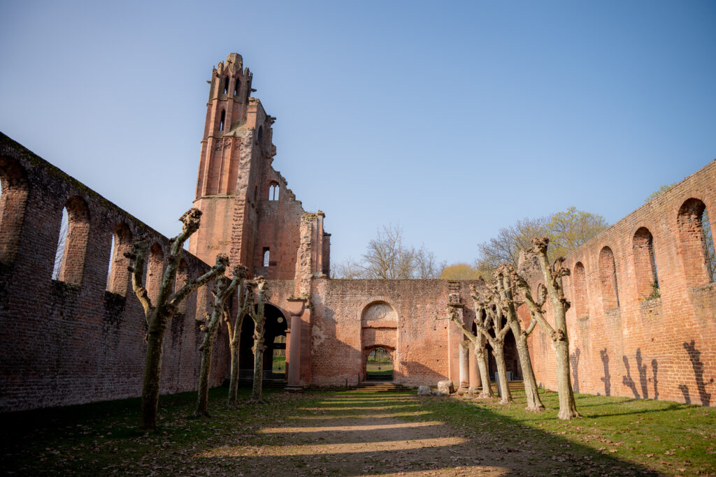Das Bild zeigt die Klosterruine Limburg vom ehemaligen Kirschenschiff aus.